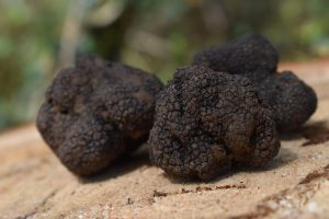 Trufa Negra Fresca: Guía para chefs sobre calidad, temporada y cómo elegir proveedor
