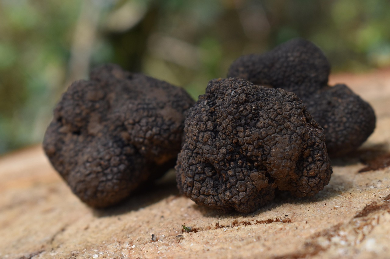 Trufa Negra Fresca: Guía para chefs sobre calidad, temporada y cómo elegir proveedor